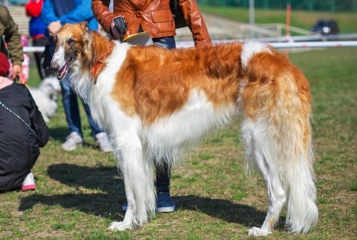 Borzoi being handled calmly at a dog exhibition