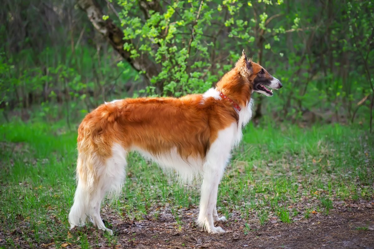 Borzoi Russian Wolfhound walking on a lead outdoors