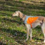 6 Mistakes Borzoi Owners Make (And How to Avoid Them)