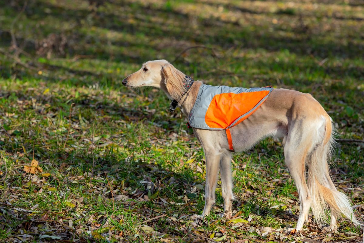 Borzoi standing in a park in profile