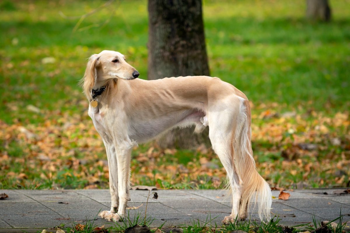 Portrait of a Borzoi standing outdoors in a park