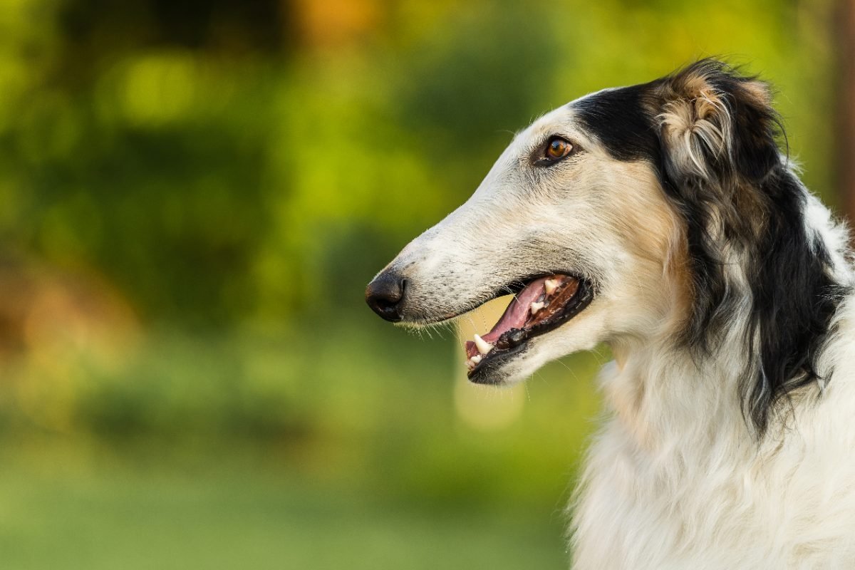Close up profile portrait of a Russian Wolfhound outdoors