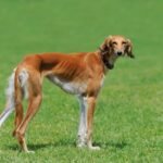 Borzoi Puppy Guide: Raising a Sighthound