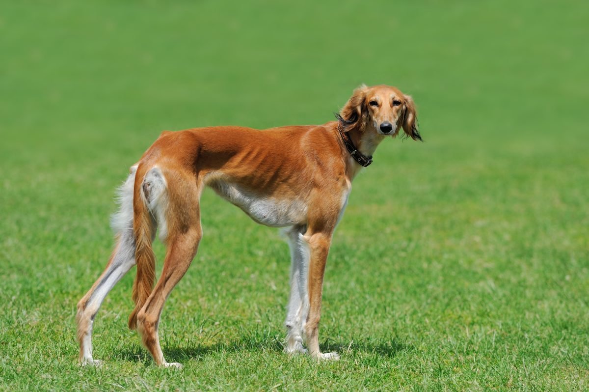 Young brown and white Borzoi in green summer grass