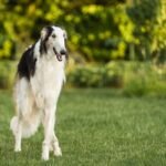 7 Borzoi Puppy Training Tips for a Well-Behaved Dog