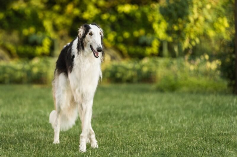 Full length Borzoi standing in a backyard