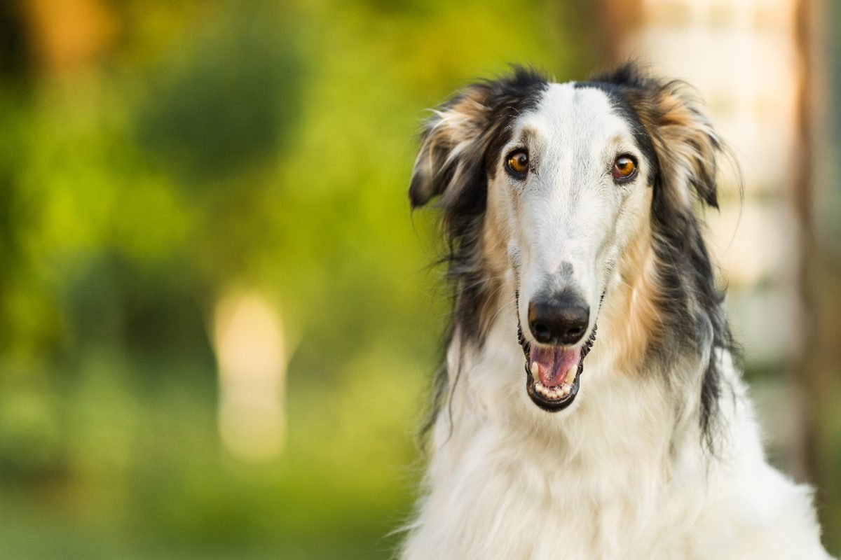 Close up portrait of a contented Russian Wolfhound