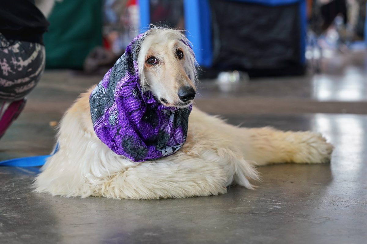 White Borzoi lying on a hard stone floor indoors