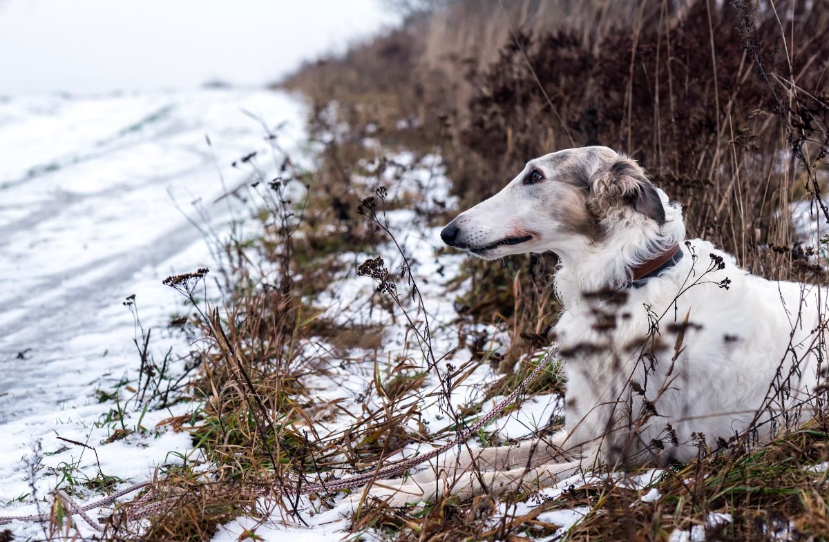 Borzoi lying down resting in winter snow