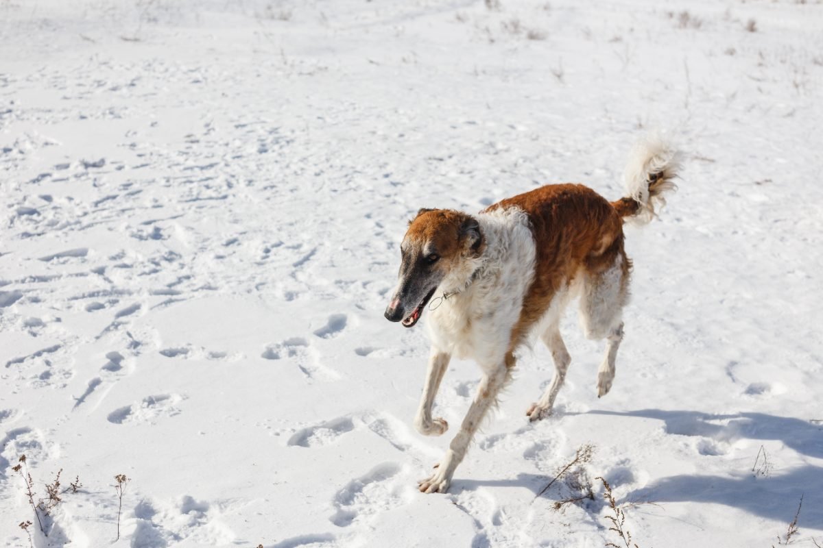 Borzoi running at speed through a snowy field