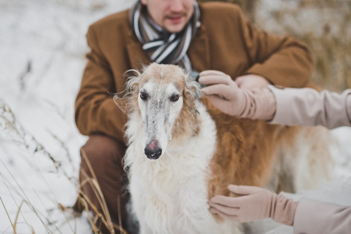Borzoi being gently petted by two people