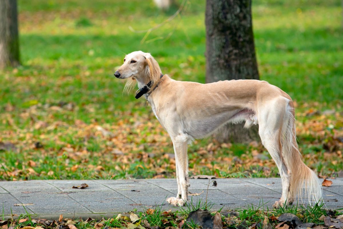 Borzoi standing elegantly in a park