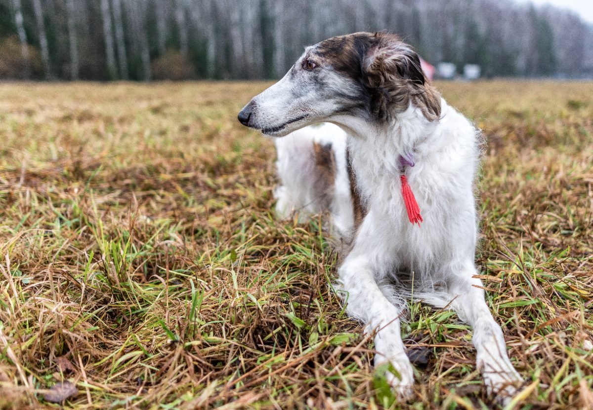 Borzoi standing in an open field in winter