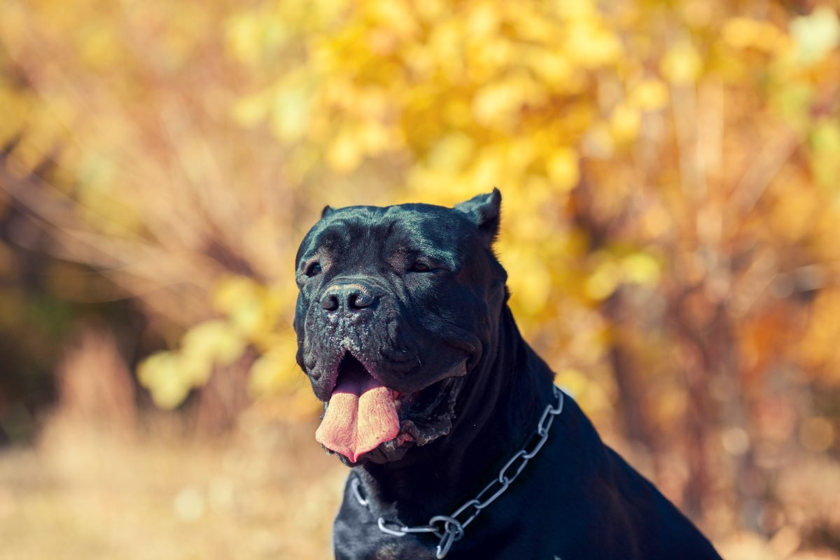 Cane Corso Italiano portrait against autumn leaves in a park