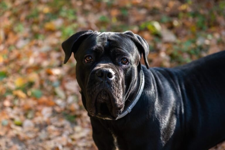 Black Cane Corso dog walking outdoors in an autumn garden