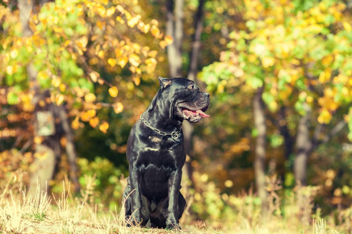 Cane Corso Italiano resting on dry grass in a park in autumn