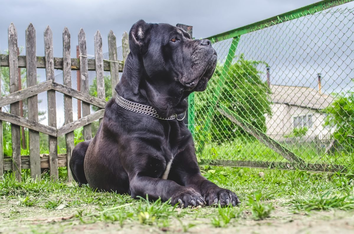 Cane Corso sitting in a meadow guarding the yard