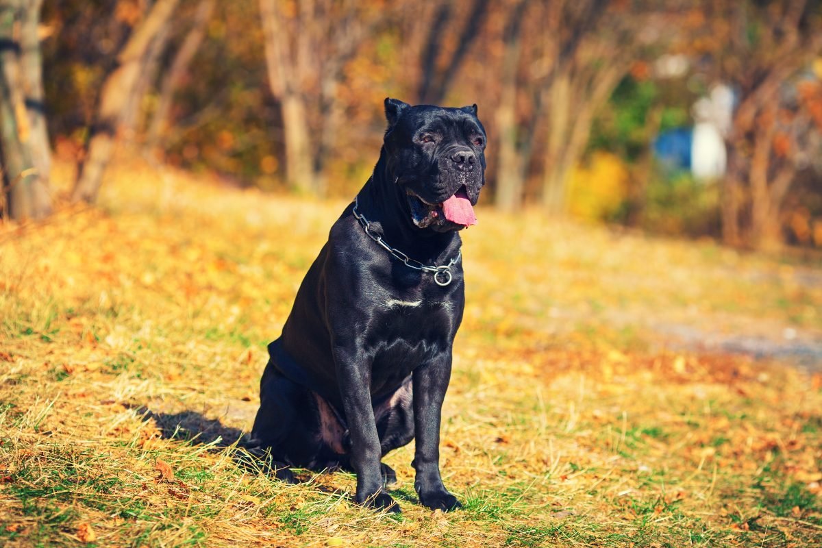 Portrait of a Cane Corso Italiano dog in a park