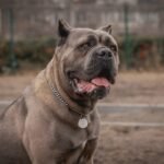 Cane Corso sitting outdoors with an alert expression