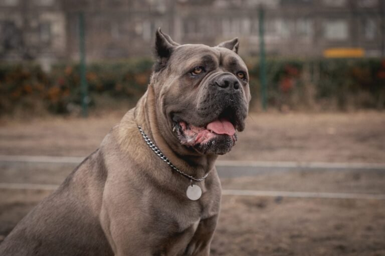 Cane Corso sitting outdoors with an alert expression