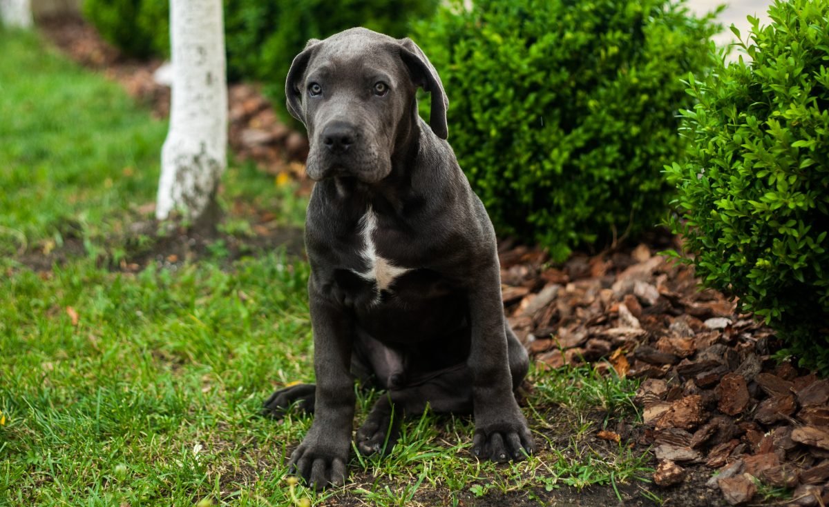 Cute Cane Corso puppy sitting on a green lawn outdoors