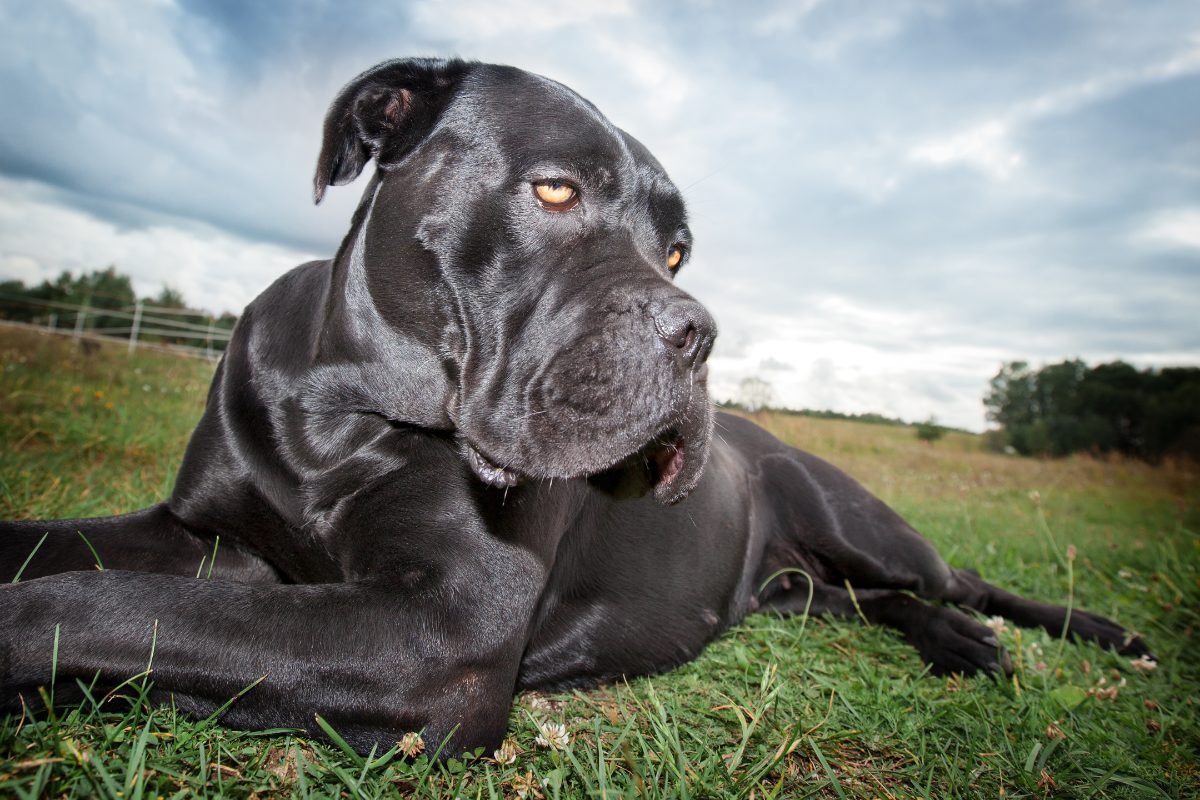 Cane Corso relaxing on the grass in a calm settled posture