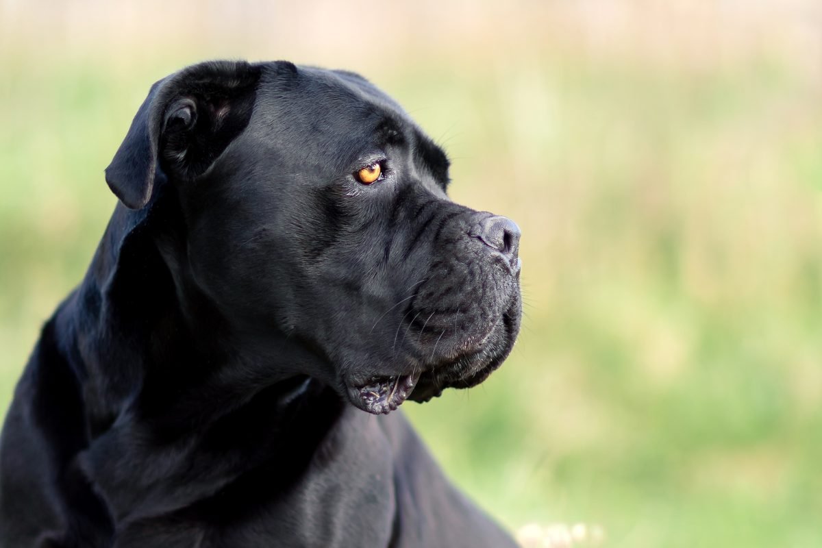 Black Cane Corso standing guard and looking across a meadow