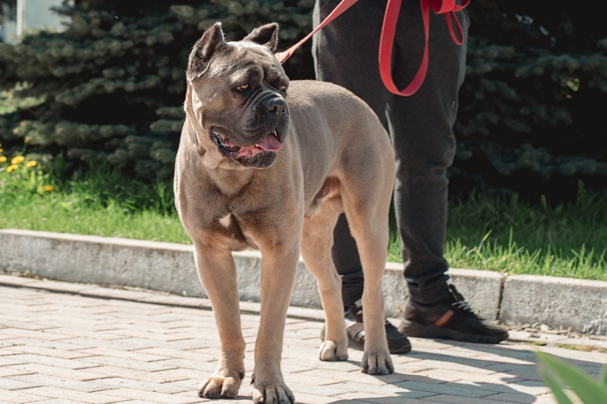 Cane Corso sitting on green grass with an alert watchful expression
