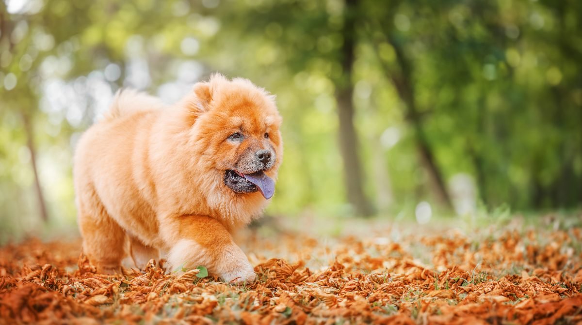 Chow Chow walking through an autumn park