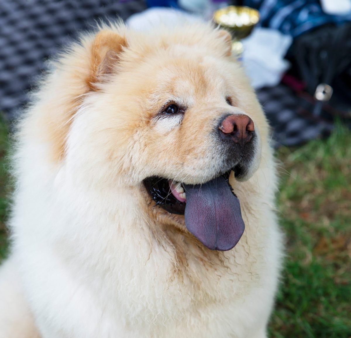 Close up of a Chow Chow showing its distinctive blue black tongue