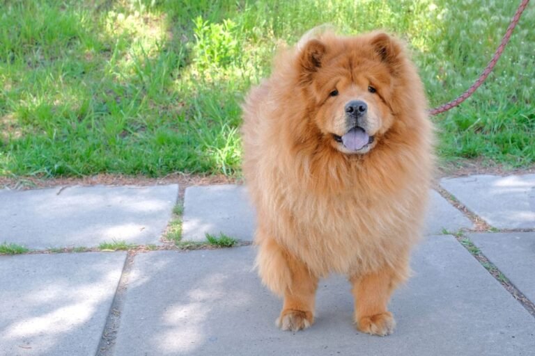 Red Chow Chow with a thick coat walking in a park