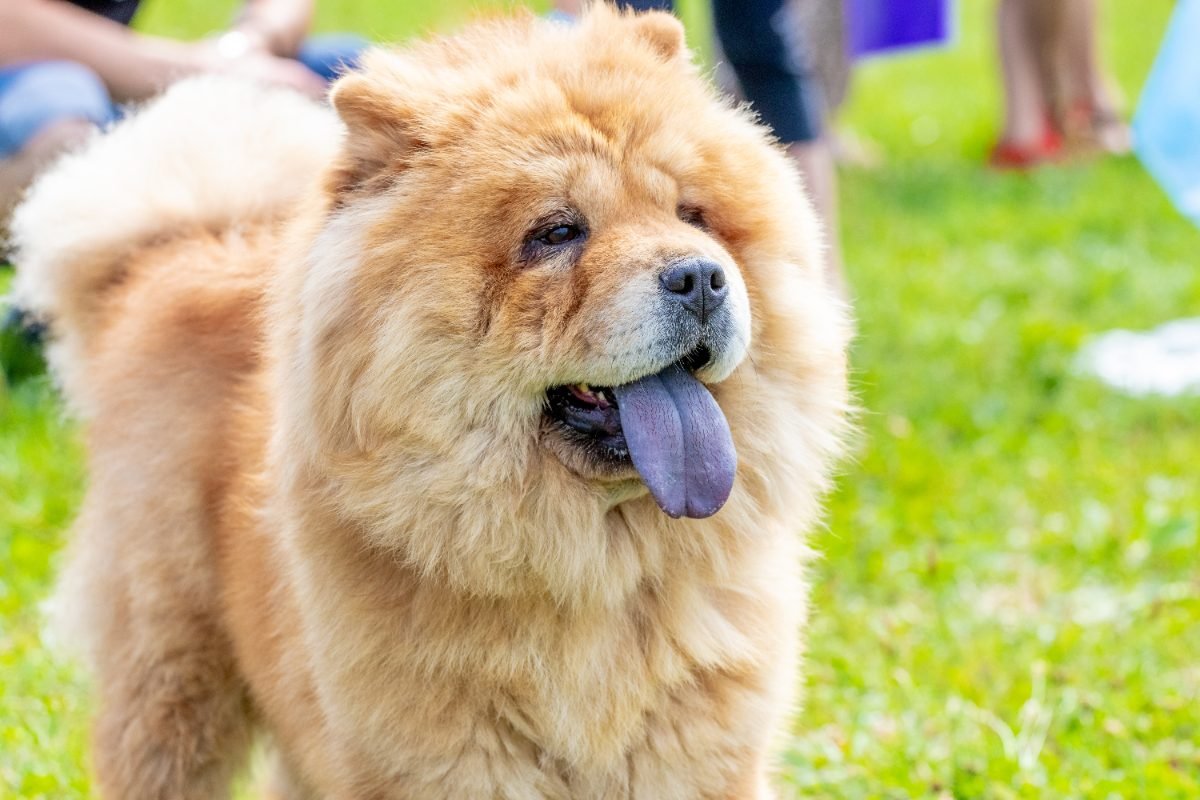 Fluffy Chow Chow with a thick double coat in a park