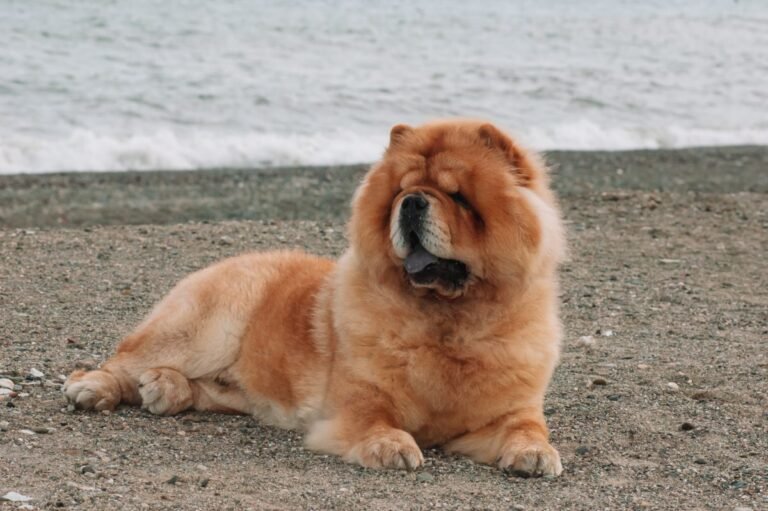 Brown purebred Chow Chow standing outdoors