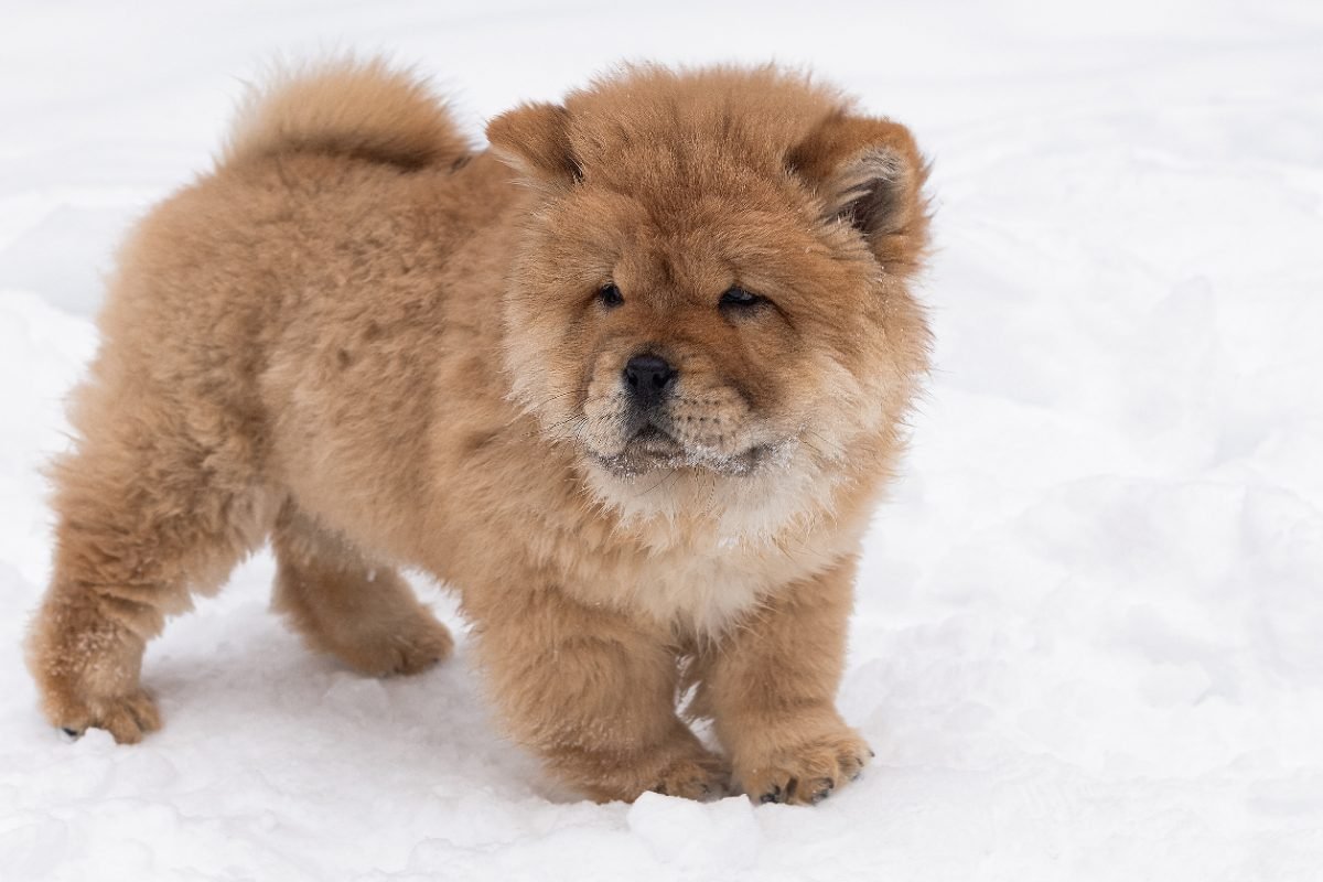 Chow Chow puppy standing in the snow