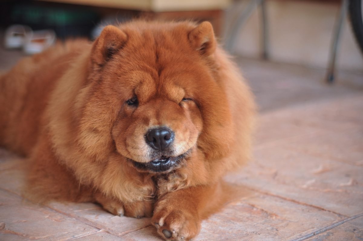 Chow Chow resting calmly at home indoors