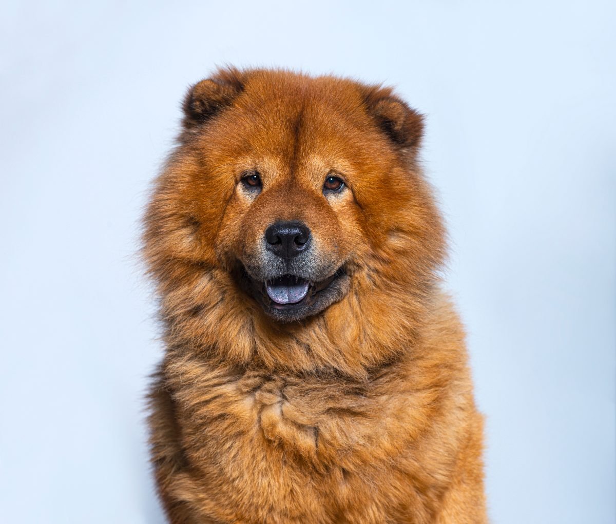 Head shot of a reddish coated Chow Chow looking at the camera