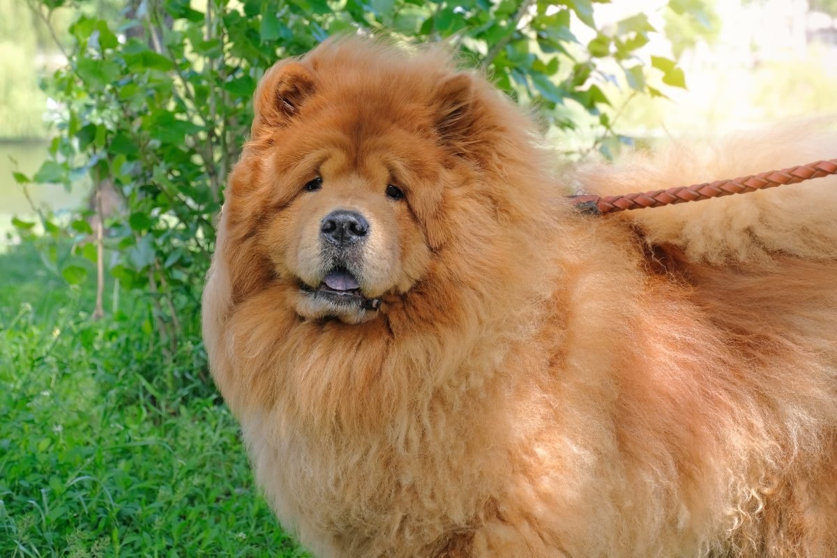 Chow Chow being walked in a park on a sunny day