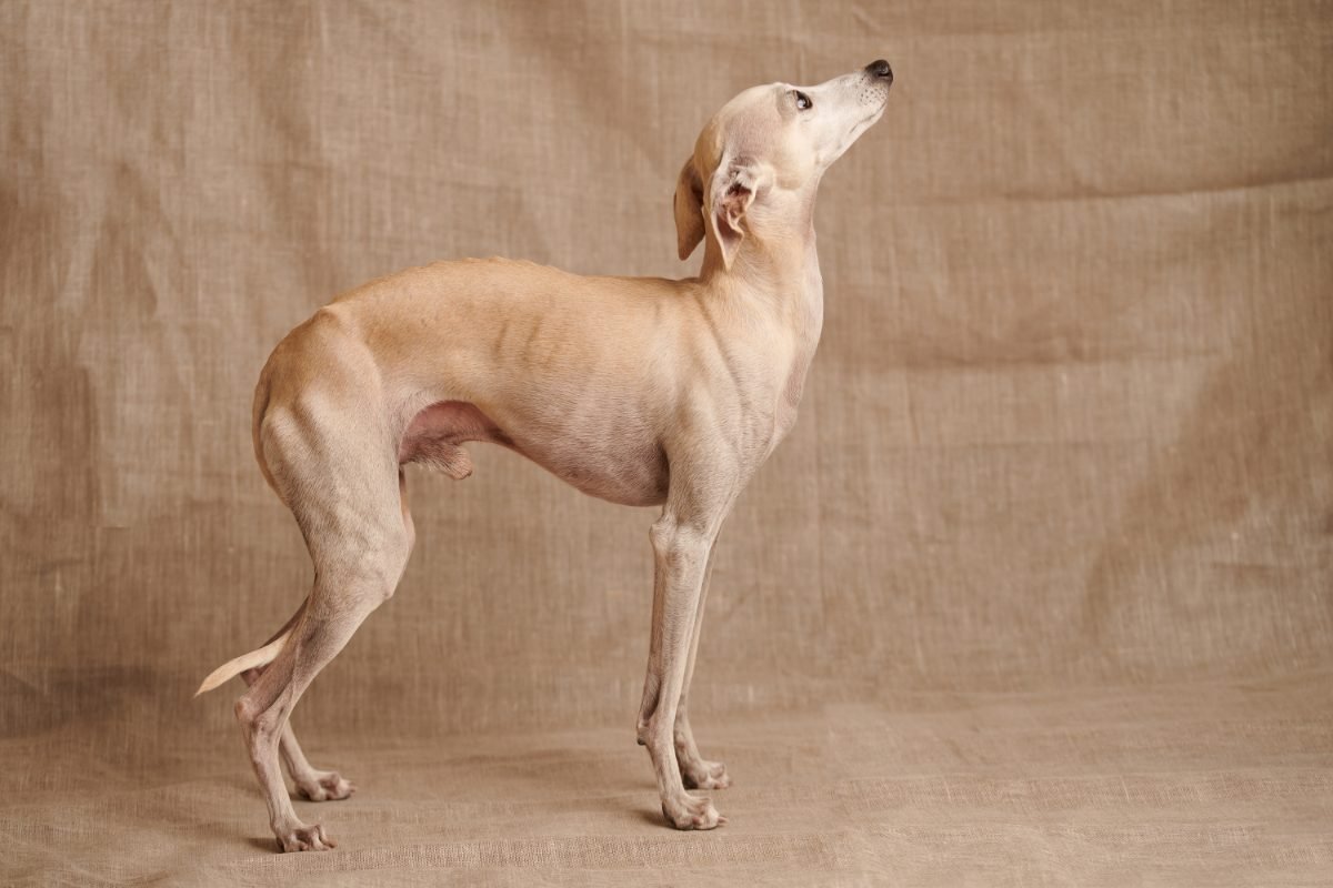 Italian Greyhound standing in profile showing its fine build