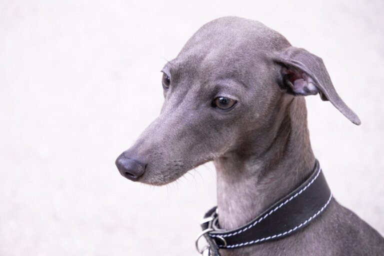 Portrait of a grey Italian Greyhound