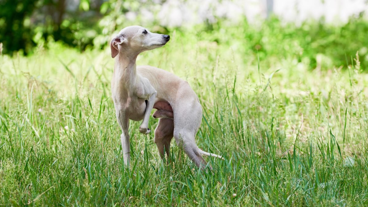 Italian Greyhound running in a grass field
