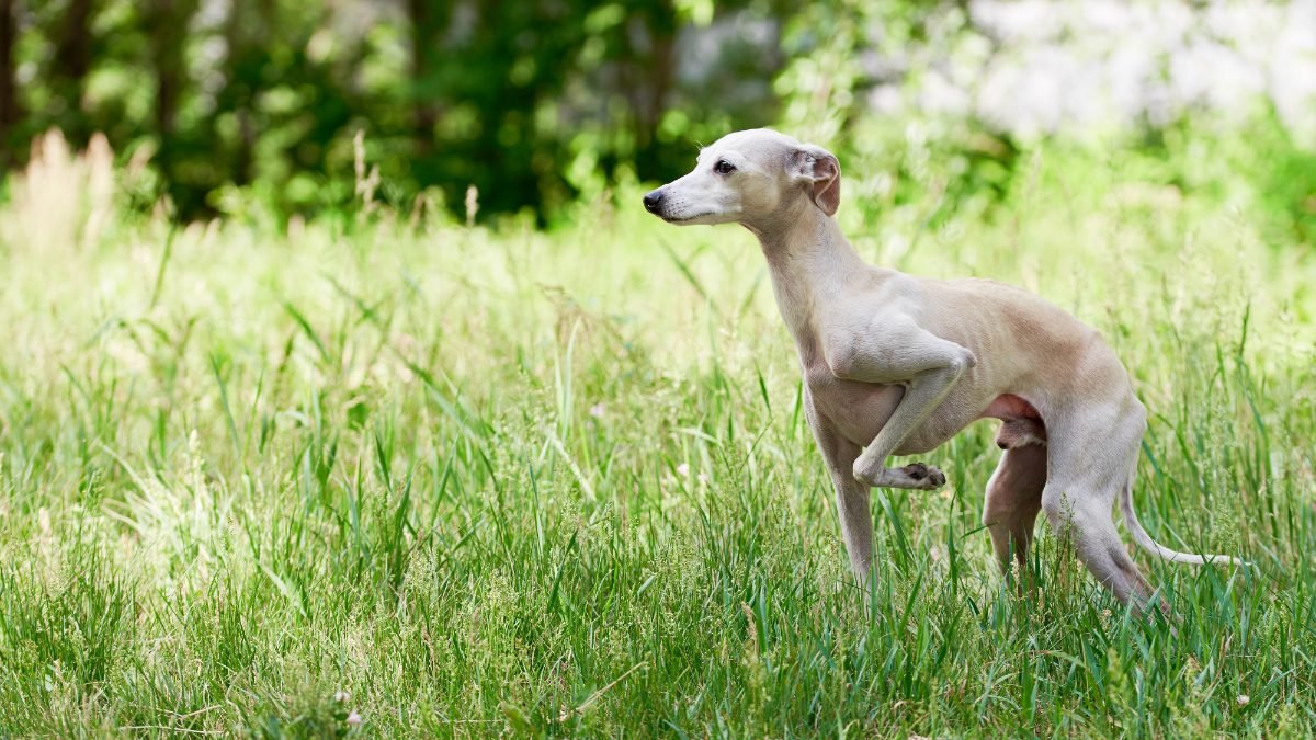 Italian Greyhound walking through a green field on a lead