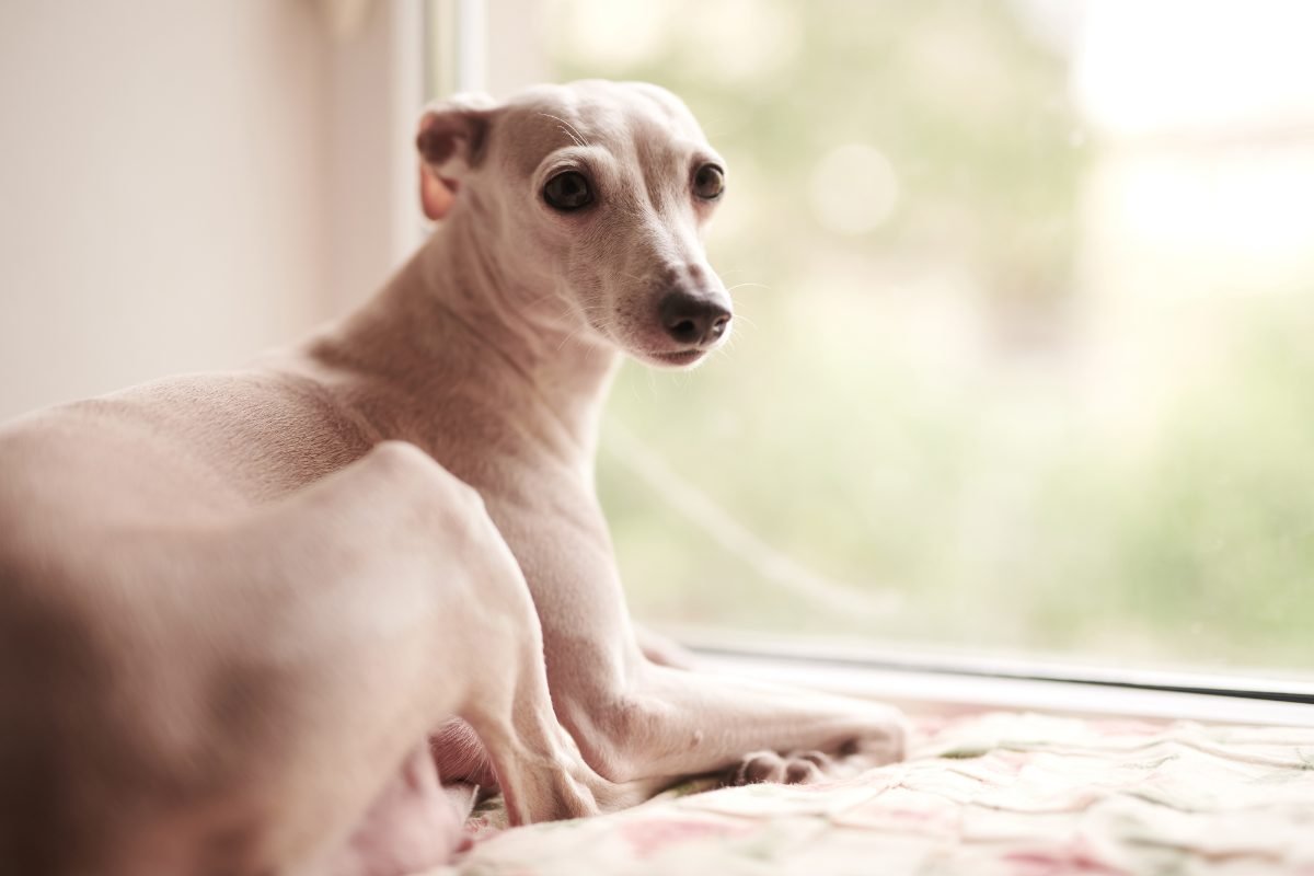 Cream coloured Italian Greyhound looking out of a window indoors