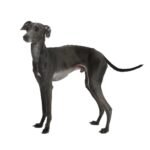 6 Mistakes Italian Greyhound Owners Make (And How to Avoid Them)