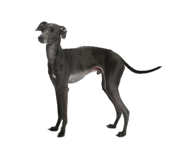 Cute Italian Greyhound standing against a plain background