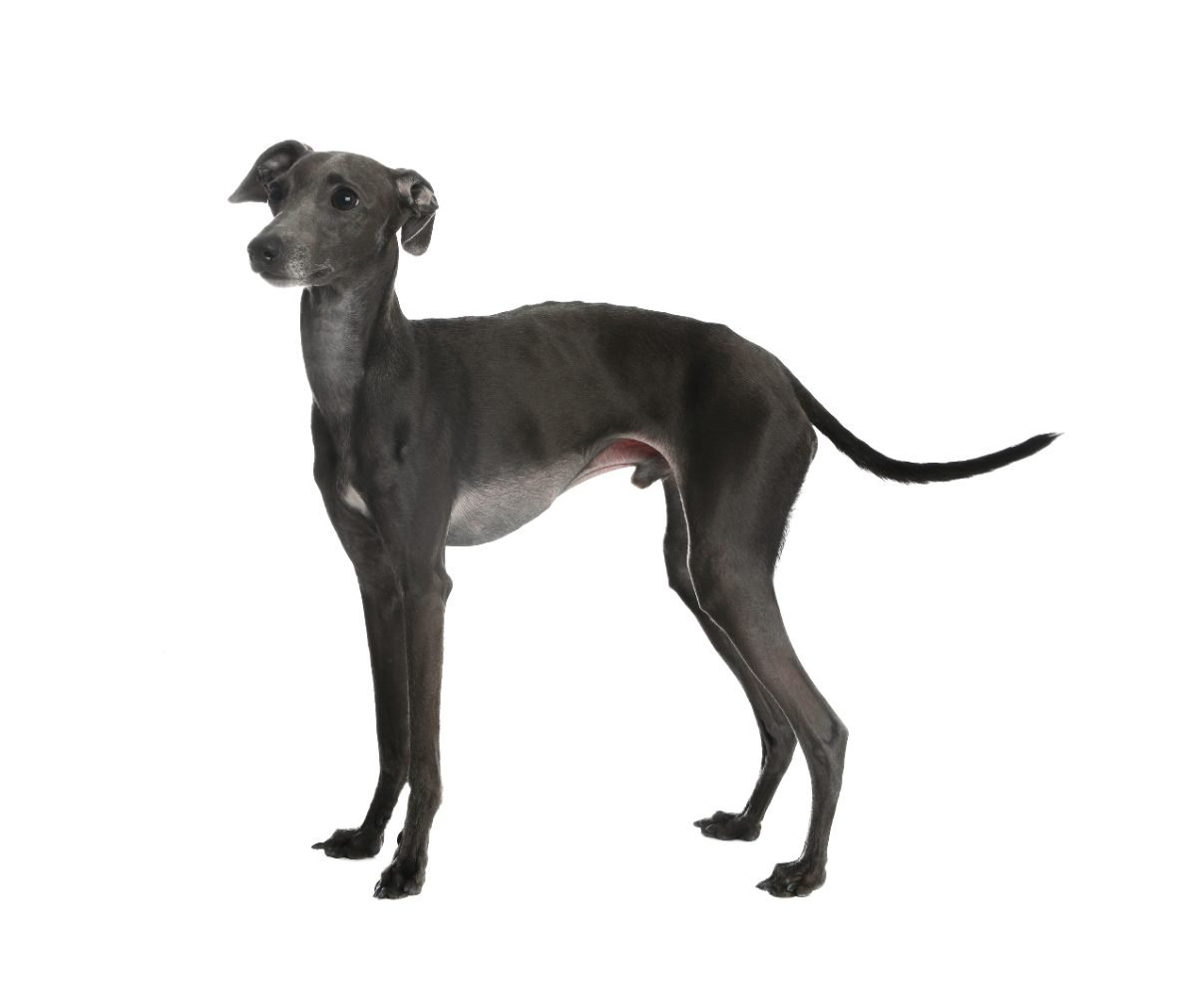 Cute Italian Greyhound standing against a plain background
