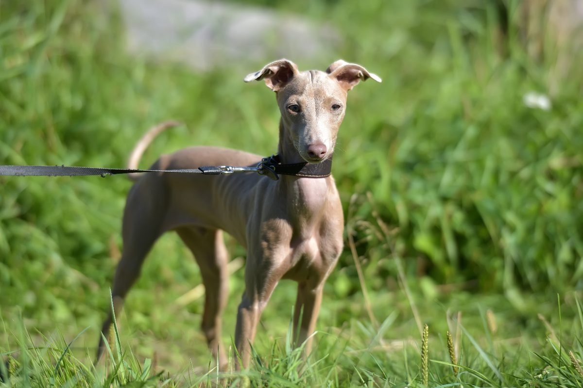 Italian Greyhound standing alert in a field