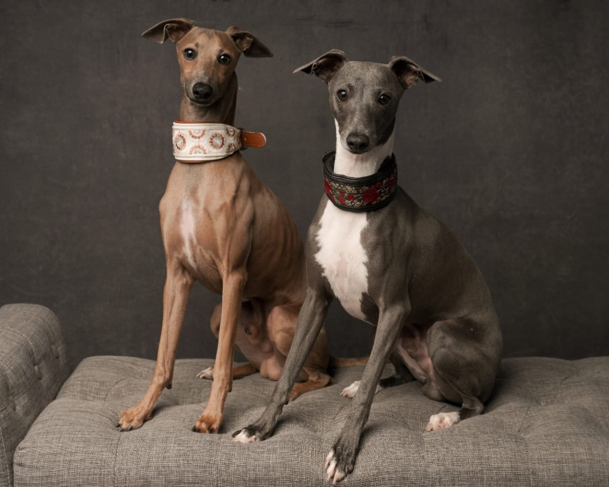 Italian Greyhound portrait showing its slender frame