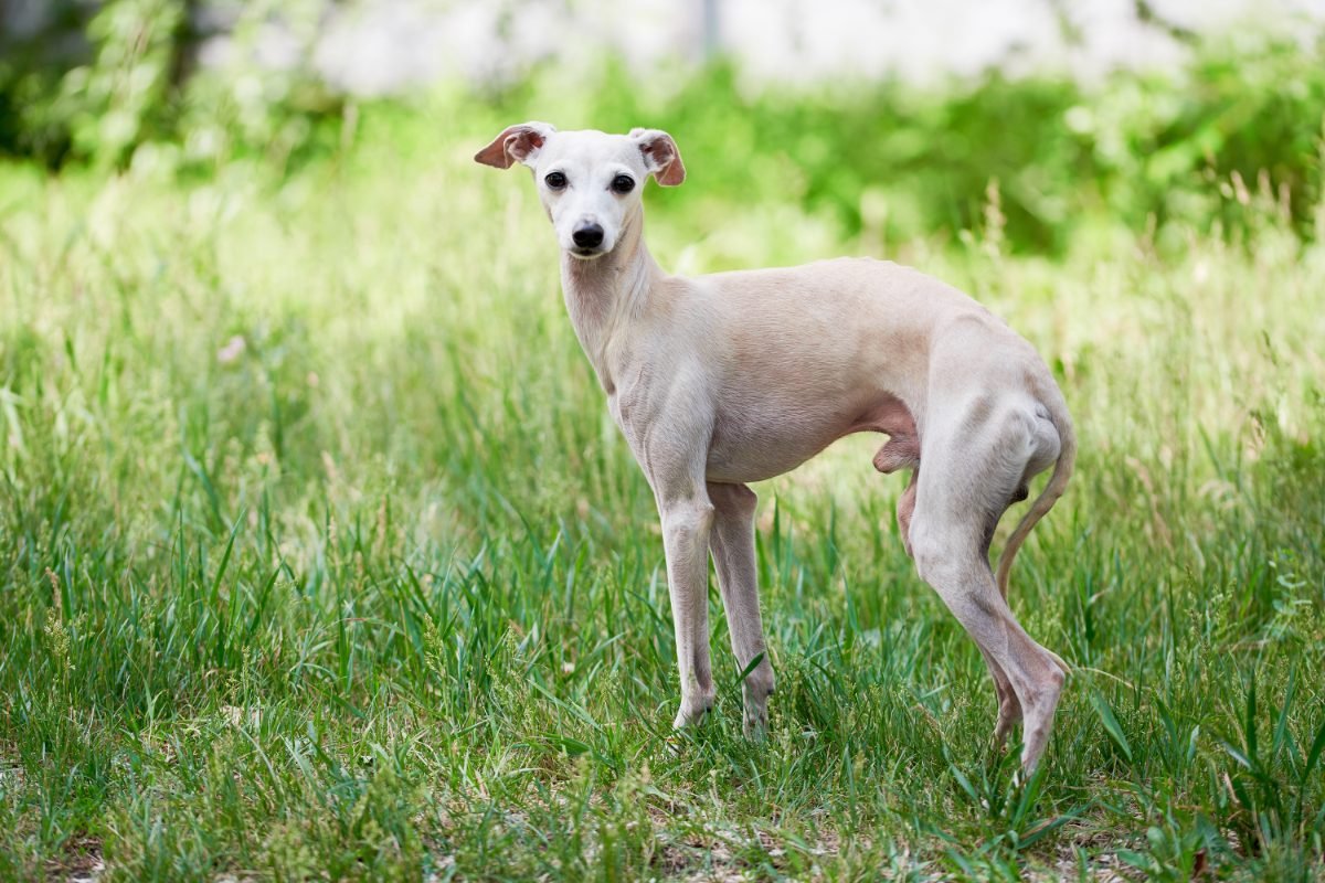 Italian Greyhound moving at speed across a grass field