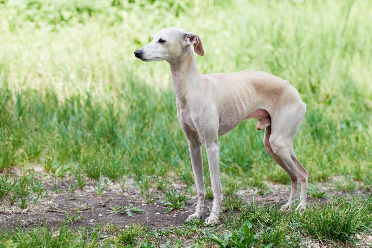 Italian Greyhound walking through a green grass field
