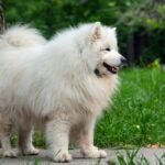 Samoyed Care Guide: Everything New Owners Need to Know